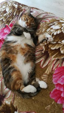 Kedi, kedi, kote, bu gözler, yakışıklı, bal, Milota