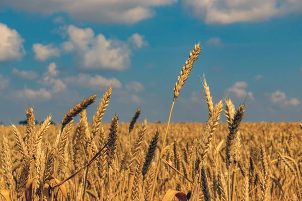 Спелые Колосья Пшеницы Золотая Пшеница Голубое Небо Облаками Крупным Планом — стоковое фото