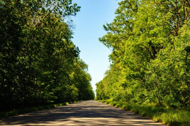 Ormandan geçen köy yolu. Kırsal alan