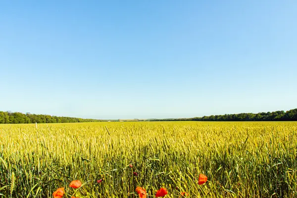 Campo Trigo Céu Azul Sol Brilhante Papoilas Vermelhas — Fotografia de Stock