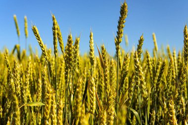 Sulu taze taze buğday taneleri. Yakın plan. Yazın buğday tarlasında kırsal alan