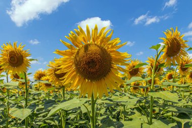 Mavi gökyüzüne karşı sarı, güzel ayçiçeği tarlası. Kırsal alan. Ayçiçeği tarlası, tarım, hasat konsepti. Yakın plan..