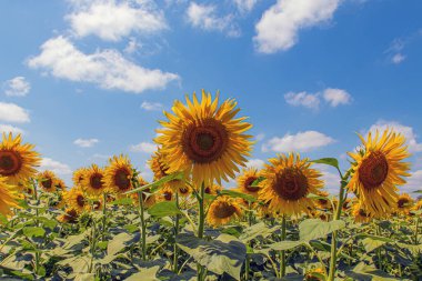 Sarı ayçiçeği tarlası, kırsal alan, ayçiçekleri. Ayçiçeği tarlası manzarası. Ayçiçeği tarlası, tarım, hasat kavramı.