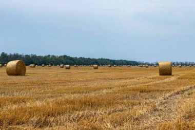 Saman balyaları ve bulutlu manzaralar. Hasattan sonra tarla. Sırayla dizilmiş bir tarlada saman balyaları.