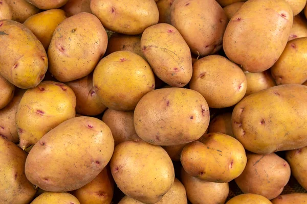 Close-up of fresh raw potatoes. Bright light shine on potatoes