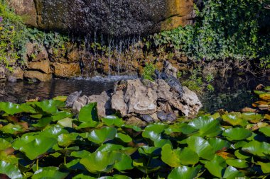 Su zambağı, beyaz çiçekli ve gölette yeşil yapraklı. Kaplumbağalar su zambaklarıyla dolu bir gölde yüzerler..