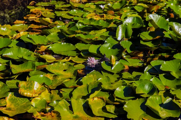Seerose Mit Weißen Blüten Und Grünen Blättern Teich — Stockfoto