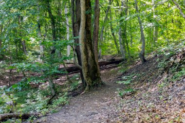 Yeşil yaprak döken ağaçlardan oluşan pitoresk bir orman. Yaz güneşi yaprakların arasından ılık ışınlarıyla parlıyor..