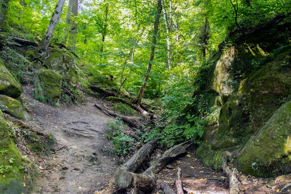 Été Ensoleillé Dans Forêt Jeunes Feuilles Vert Clair Sur Les — Photo