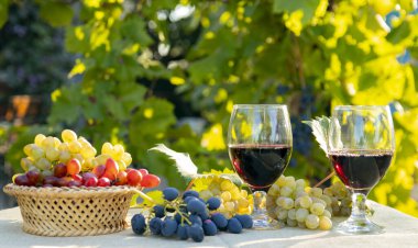 Sepette üzümler, bahçede bir bardak şarap, sabah güneşi altında yapraklı üzümler sarmaşığın bulanık arka planında. Seçici odak