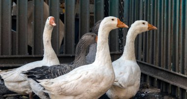 Çiftlikteki gri kaz. Arka plan bulanık. Çiftlikteki otlakta gri ve beyaz kazlar. Evcil kaz evin etrafında dolaşıyor. Seçici odak.