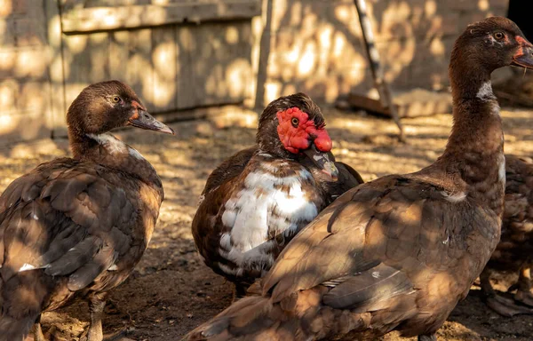 Muscovy Ördekleri Geleneksel Kırsal Bir Ahırda Bulunur Serbest Alan — Stok fotoğraf