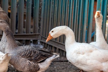  Köyün kümes hayvanları bahçesindeki kazlar. Kümes hayvanları bahçesindeki kazlar. Malikanede kaz var. Çiftlikte çiftçilik, kümes hayvanları. Çiftlik arazilerindeki kazlar, kazlar, çiftlikteki kuşlar. Tarım Kültü