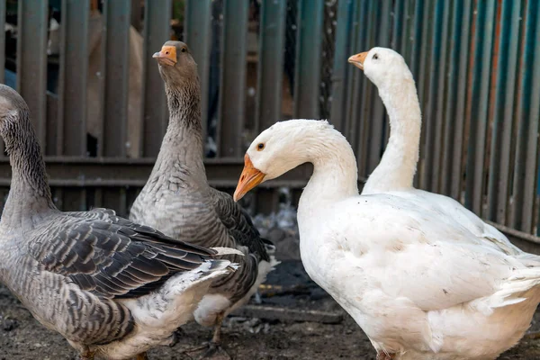 Domácí Husy Tradiční Selské Husí Farmě Farmaření Drůbež Farmě Selektivní — Stock fotografie