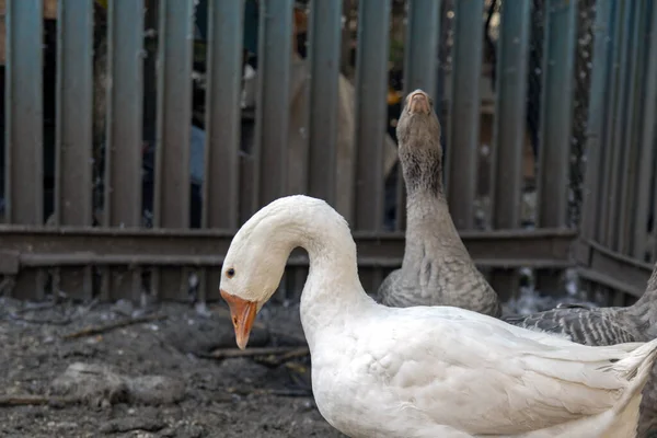 Bílá Domácí Husa Husím Kotci Husí Farma Bílé Šedé Domácí — Stock fotografie