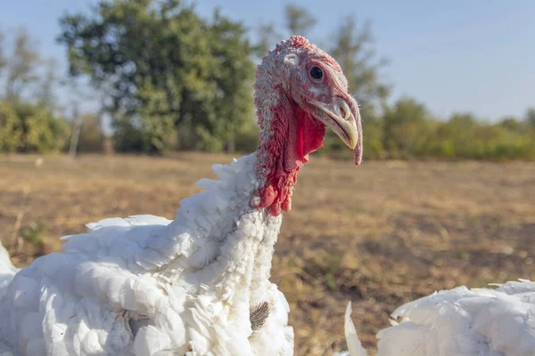 Krocana Volného Výběhu Turecko Farmě Chov Krůt Bílý Krocaní Portrét — Stock fotografie