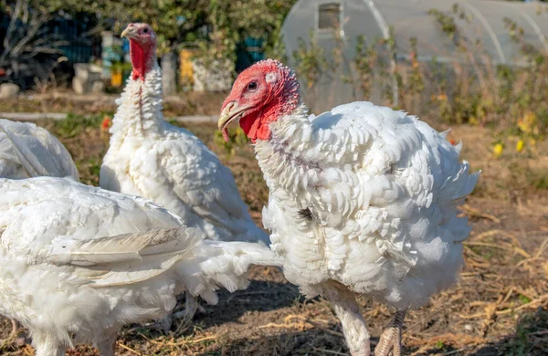 Serbest Hindi Çiftlikte Hindi Hindi Yetiştiriciliği Beyaz Hindi Portresi Çiftlikte — Stok fotoğraf