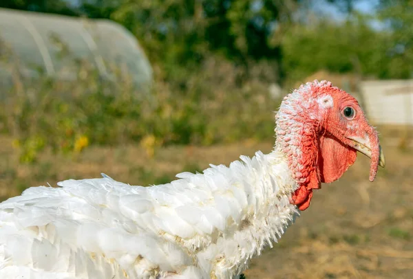 Büyük Yerli Bir Hindinin Portresi Detaylar Kafada Lobda — Stok fotoğraf