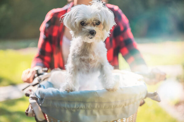 White maltese dog in white and blue basket on the bike.