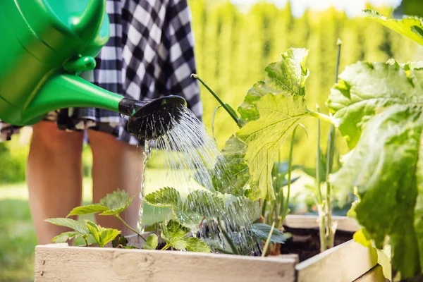 Wanita Menyirami Tanaman Perempuan Muda Tukang Kebun Air Tanaman Peti — Stok Foto