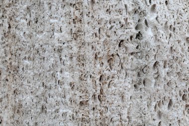 Kabuk rock duvar doku. Coquina taş arka plan.