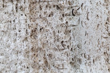 Kabuk rock duvar doku. Coquina taş arka plan.