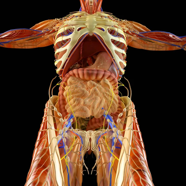 Intestino Apparato Digerente Stomaco Esofago Duodeno Colon Con Ombra Allungata — Foto Stock