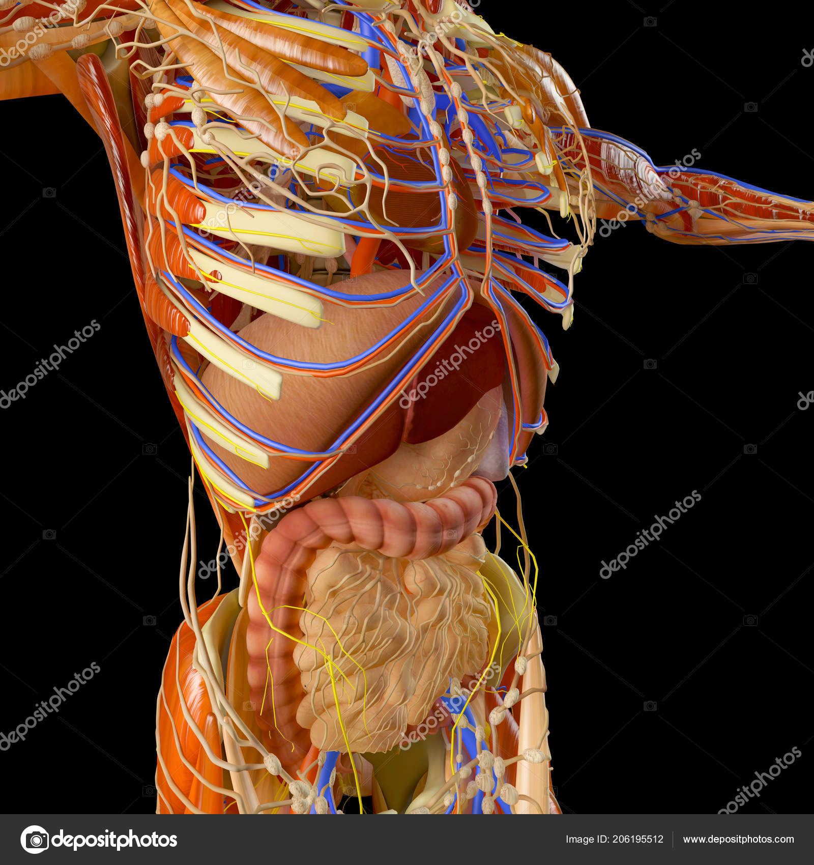 беременность картинки. белли экспансион прегнант vore 3д. мышцы живота. плоский женский живот. полный живот.