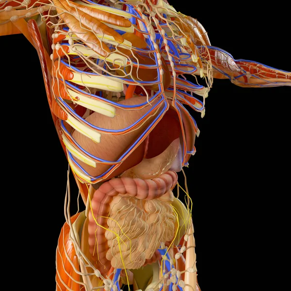 Human body, muscular system, person, digestive system, anatomy. Internal organs.