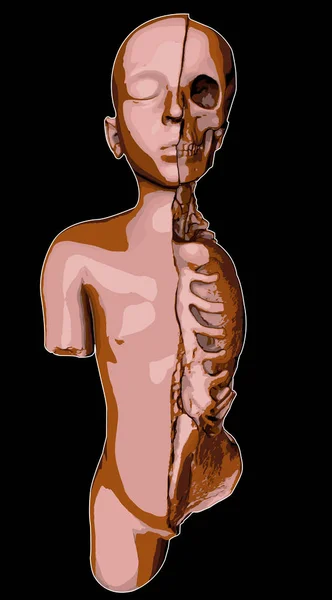 切り裂かれた子供 内臓および 断面の解剖学的研究の図面 — ストックベクタ