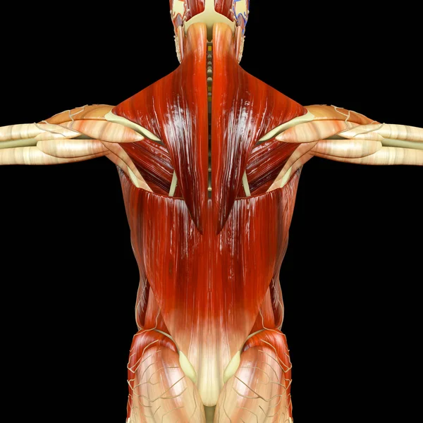 Anatomie Corps Humain Derrière Personne Vue Derrière Avec Des Muscles — Photo