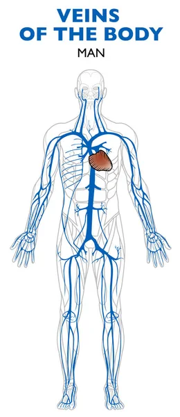 解剖学 人体の静脈 静脈は 心臓へ血液を運ぶ血管 — ストックベクタ