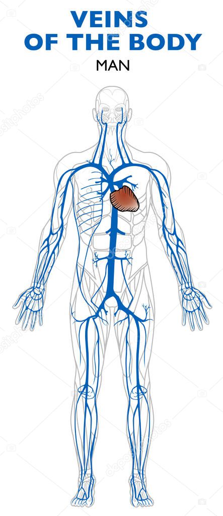Veins in the body, anatomy, human body. Veins are blood vessels that carry blood toward the heart