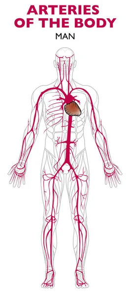 Damar Anatomi Insan Vücudunda Bir Arter Kan Kalp Uzak Vücudun — Stok Vektör