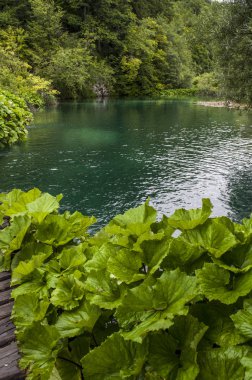 Hırvatistan, 28/06/2018: su bitkileri ve göl, Plitvice Gölleri Milli Parkı, devlet merkezi Hırvatistan Bosna Hersek sınıra en dağlık karstik alanında en büyük parklarından biri olan 