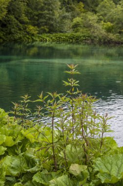 Hırvatistan, 28/06/2018: su bitkileri ve göl, Plitvice Gölleri Milli Parkı, devlet merkezi Hırvatistan Bosna Hersek sınıra en dağlık karstik alanında en büyük parklarından biri olan 