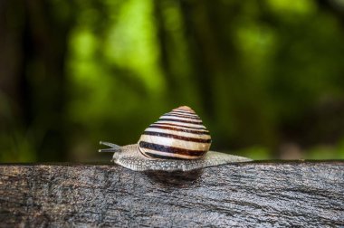Hayvan ve yaban hayatı: bir orman içinde bir gövde üzerinde bir salyangoz closeup