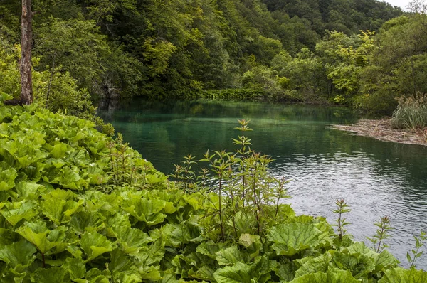 克罗地亚 2018 水生植物和湖在国家的最旧的公园之一的普利特维切湖国家公园 在克罗地亚中部山区喀斯特地区在边界到波斯尼亚和黑塞哥维那 — 图库照片