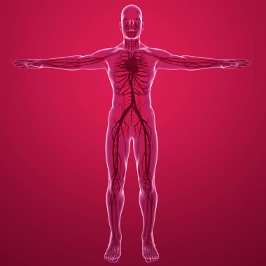 İnsan vücudu x-ray görüş-in kalp atar ve toplar damarlardaki dolaşım sistemiyle. Anatomi ve kan dolaşımını