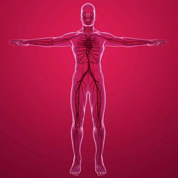 心臓の動脈と静脈循環系の人体 線表示 解剖学と血液の循環 — ストック写真