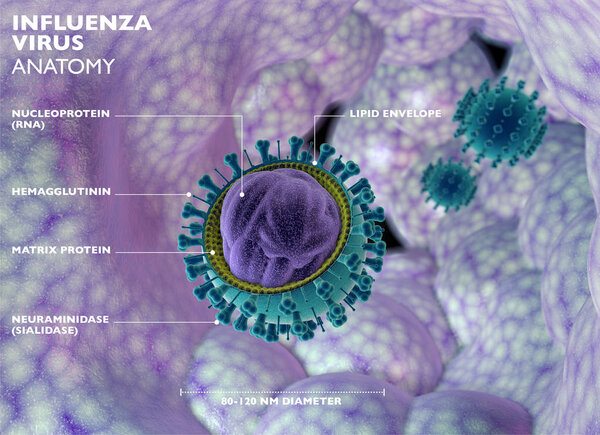 Вирус гриппа, грипп инфекционное заболевание, вызванное вирусом гриппа. Общие симптомы включают в себя: высокая температура, насморк, боль в горле, мышечные боли, головная боль, кашель, чихание, и чувство усталости. Вид на микроскоп. 3d-рендеринг
