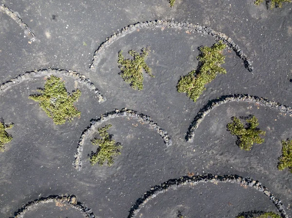 Aerial View Wine Cultivations Volcanic Soils Island Lanzarote Plains Hills — Stock Photo, Image