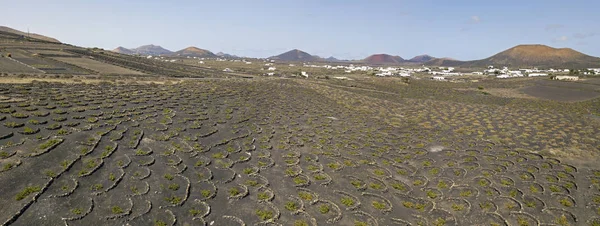 在兰萨罗特岛 内地平原和丘陵 地平线上的火山上的火山土壤上的葡萄酒栽培鸟图 西班牙加那利群岛 葡萄酒生产 — 图库照片