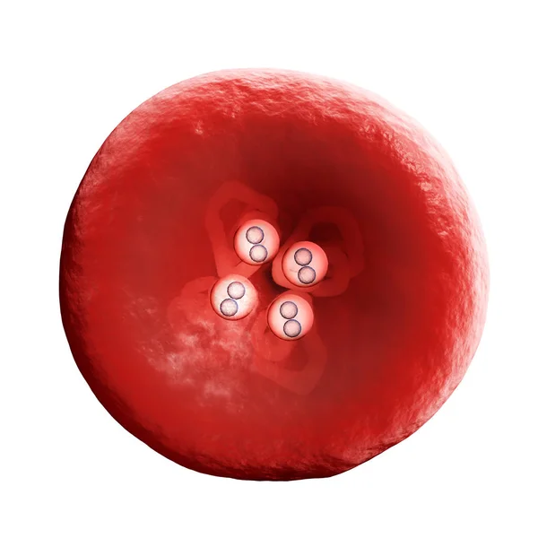 ヘモグロビンやヘモグロビン または Hgb 赤血球中の鉄を含んでいる酸素輸送金属タンパク質であります 血液中のヘモグロビンは 肺またはえらから体の残りの部分に酸素を運ぶ それは代謝を許可する酸素をリリースします — ストック写真