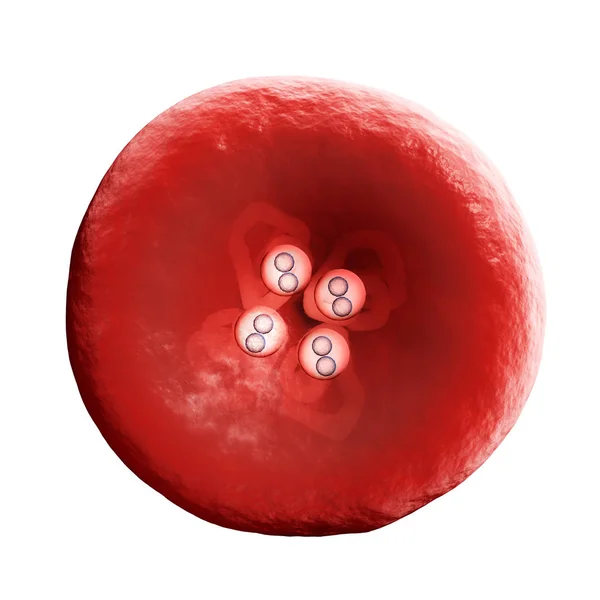 Hemoglobina Hemoglobina Hgb Metaloproteína Transportadora Oxígeno Que Contiene Hierro Los —  Fotos de Stock