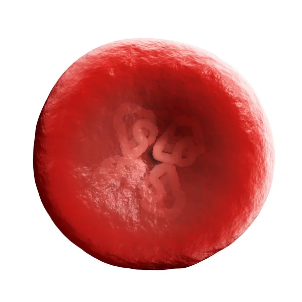 Hemoglobin Eller Hemoglobin Eller Hgb Den Järninnehållande Syretransport Metalloprotein Röda — Stockfoto