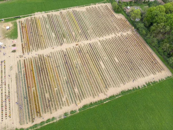 stock image Aerial view of a field of tulips, multicolored variety of flowers. Arese, Milan. Italian tulips