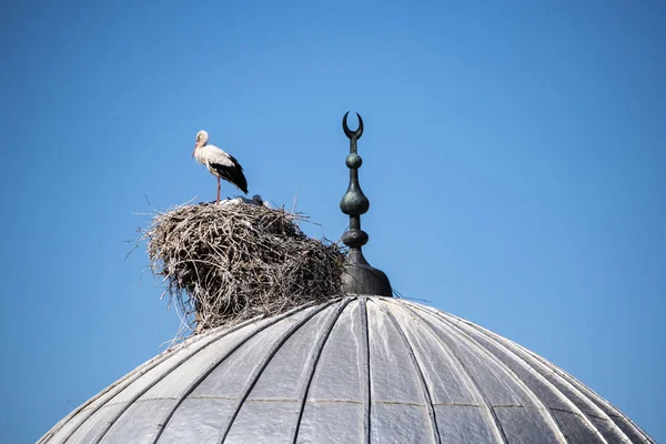 Turkiet Mellanöstern Stork Med Sina Ungar Och Boet Kupolen Moské — Stockfoto