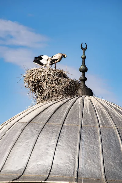 Turkiet Mellanöstern Stork Med Sina Ungar Och Boet Kupolen Moské — Stockfoto