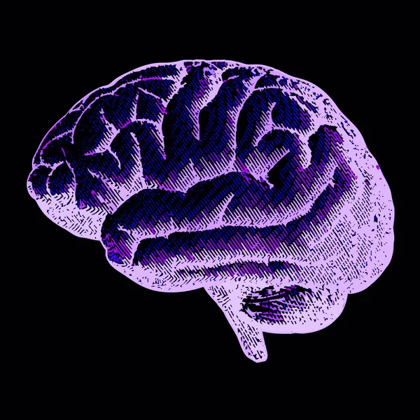 Vista Lateral Cerebro Dibujo Enfermedades Degenerativas Cerebrales Parkinson Sinapsis Neuronas —  Fotos de Stock